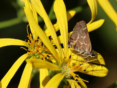Amblyscirtes aesculapius
