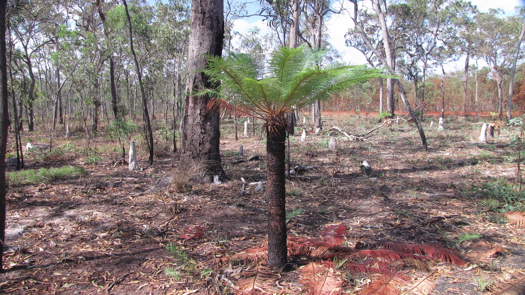 Cycas xipholepis