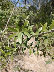 Aspidosperma quebracho-blanco