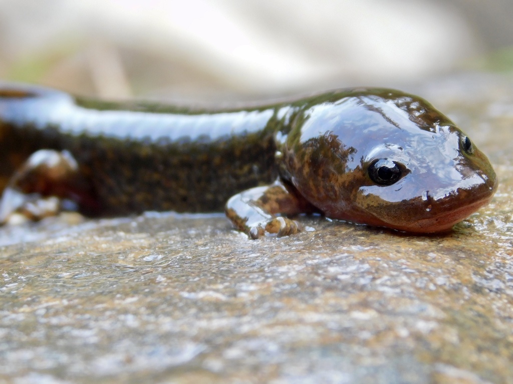 Coastal Giant Salamander From The Mount Baker-snoqualmie National 