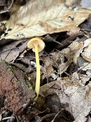 Entoloma unicolor
