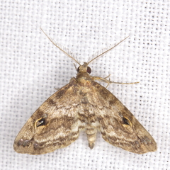 Melanomma auricinctaria