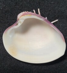 Hysteroconcha lupanaria
