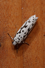 Ethmia