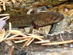 Dicamptodon tenebrosus