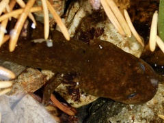 Dicamptodon tenebrosus