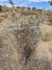 Eriogonum plumatella