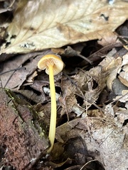 Entoloma unicolor