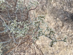 Eriogonum plumatella