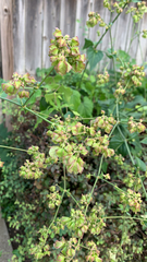 Mirabilis nyctaginea