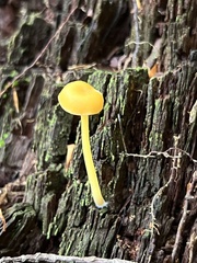 Entoloma unicolor