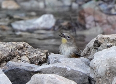 Setophaga coronata auduboni