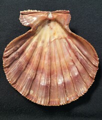 Nodipecten subnodosus