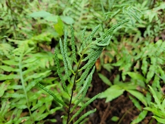 Woodwardia areolata