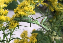 Stagmomantis carolina