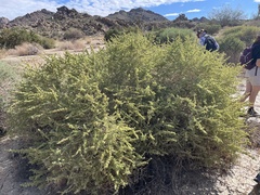 Caryophyllales