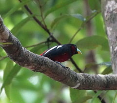 Cymbirhynchus macrorhynchos