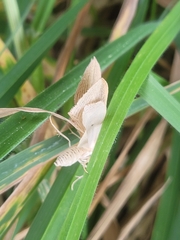 Epiphryne verriculata