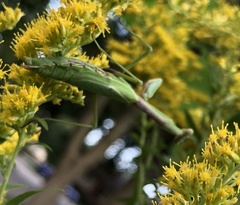 Stagmomantis carolina