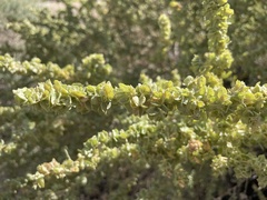 Caryophyllales