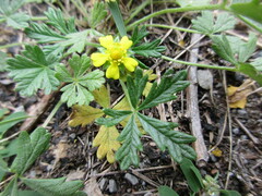 Potentilla argentea