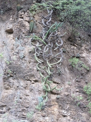 Myrtillocactus geometrizans