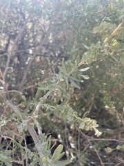 Caryophyllales