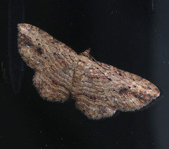 Xanthorhoe