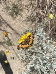 Chlosyne californica