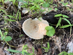 Bresadolia craterella