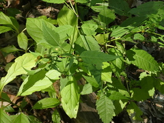 Bidens tripartita