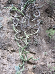 Myrtillocactus geometrizans