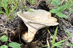 Bresadolia craterella