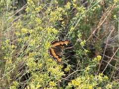 Chlosyne californica