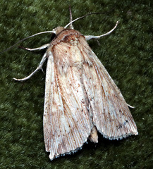Mythimna
