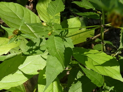 Bidens tripartita