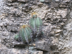 Astrophytum ornatum