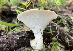 Bresadolia craterella