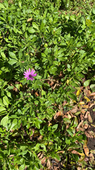 Dimorphotheca fruticosa