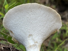 Bresadolia craterella