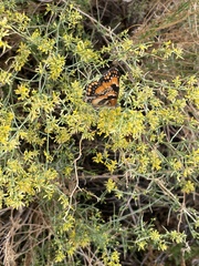Chlosyne californica