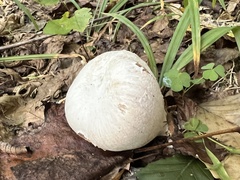 Entoloma abortivum