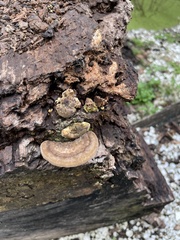 Trametes cubensis