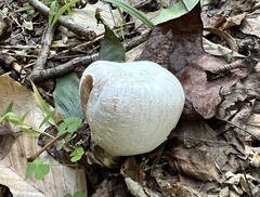 Entoloma abortivum