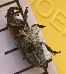 Rhodobaenus tredecimpunctatus