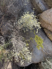 Scutellaria mexicana