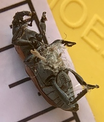 Rhodobaenus tredecimpunctatus