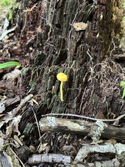 Entoloma unicolor