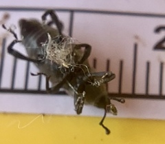 Rhodobaenus tredecimpunctatus