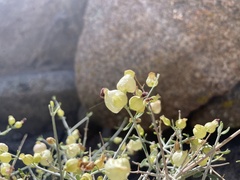 Scutellaria mexicana